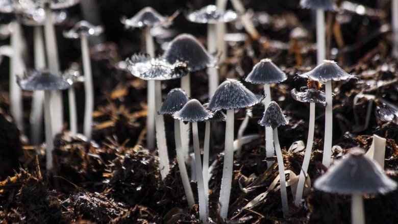 Псилоцибиновые поганки