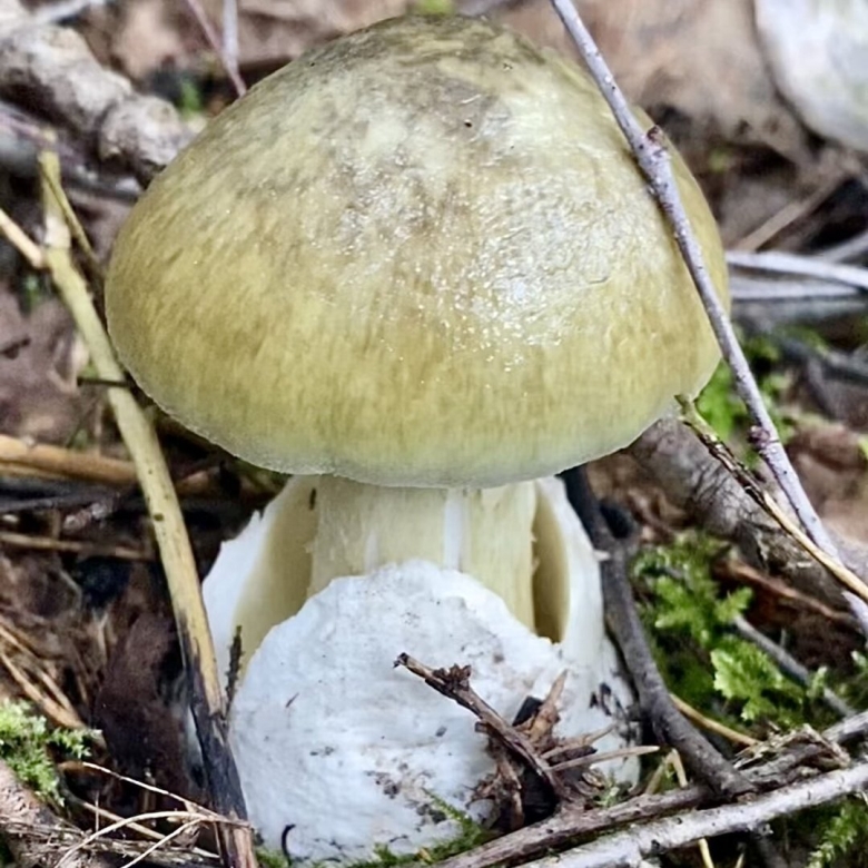 Гриб поганка