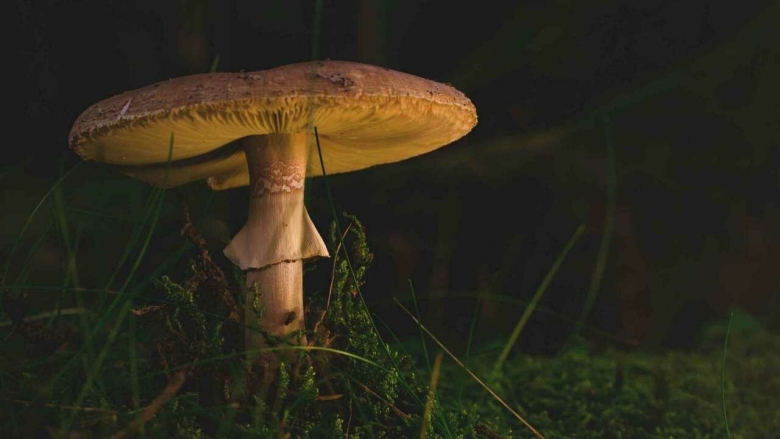 Черная поганка гриб