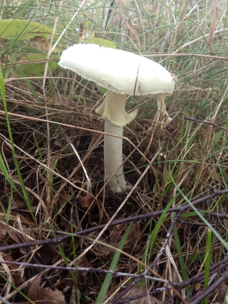 Гриб Death cap