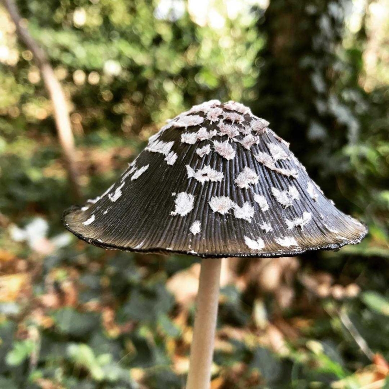 Гриб навозник поганка