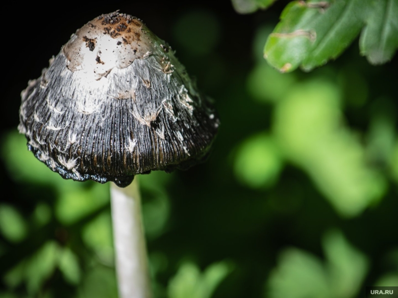 Саркасома шаровидная гриб