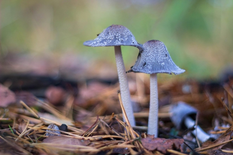 Навозник обыкновенный coprinopsis cinerea