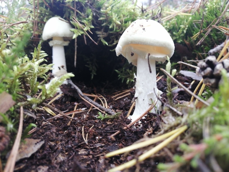 Белая поганка