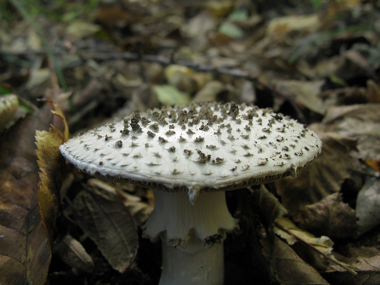 Мухомор с черными пятнами