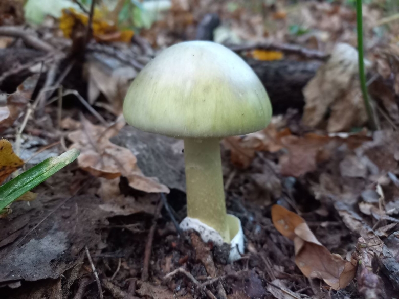 Гриб бледная поганка