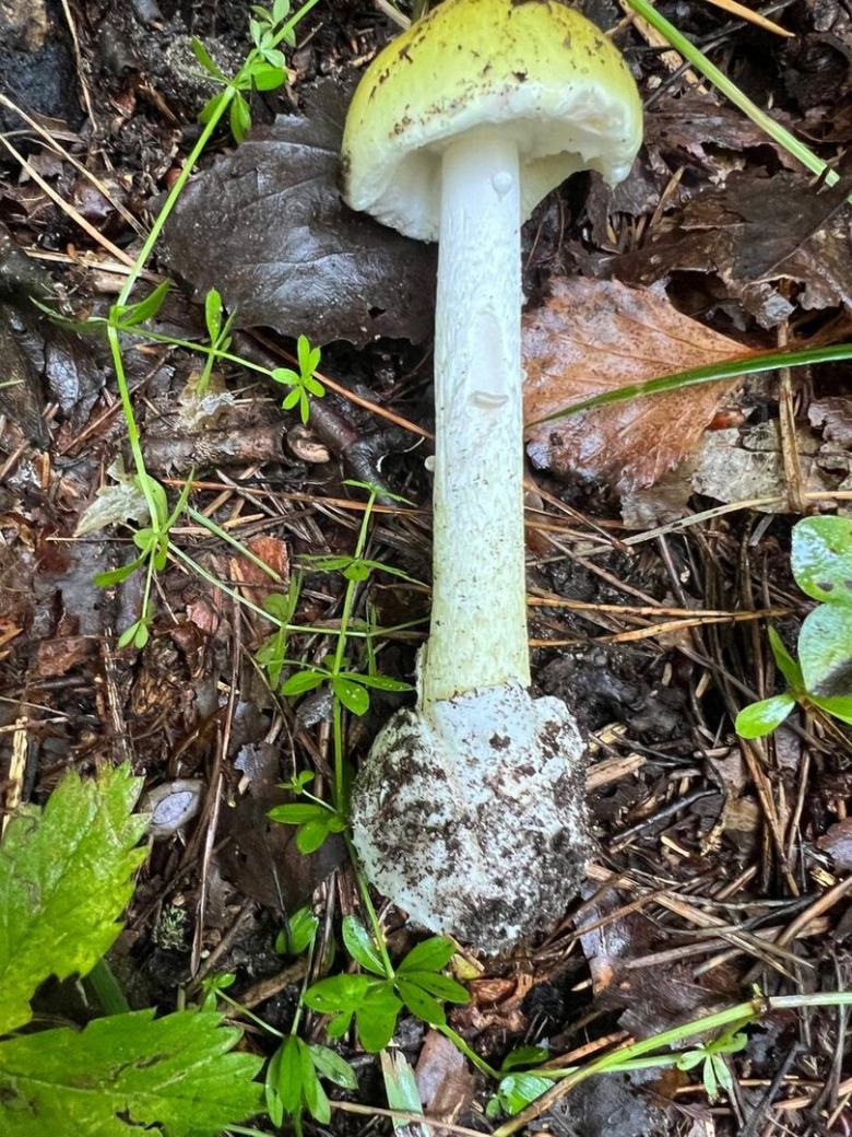 Бледная поганка ядовитая или нет