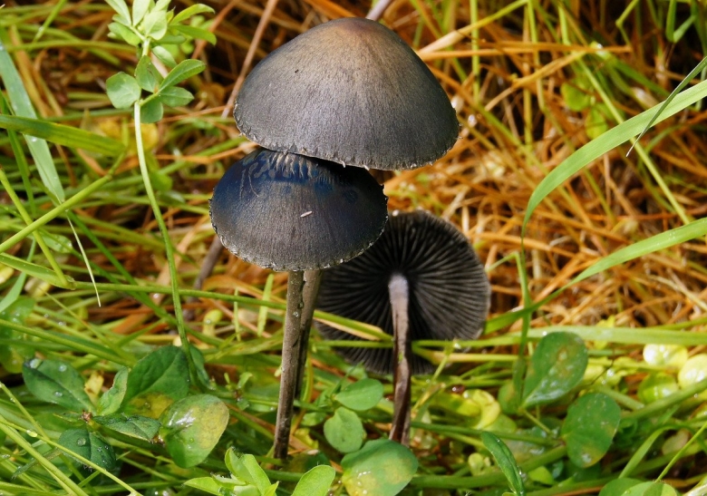 Поганка с черной шляпкой