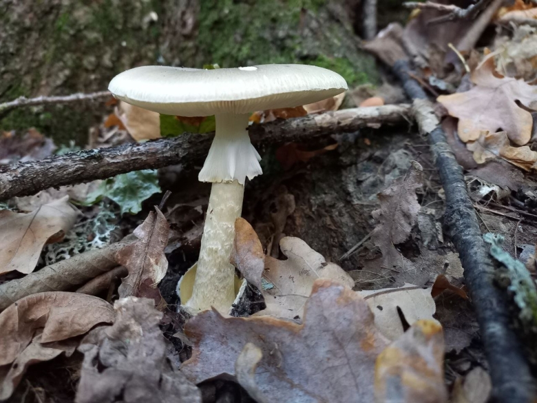 Мухомор белый поганковидный