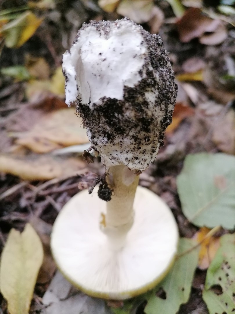 Бледная поганка гриб