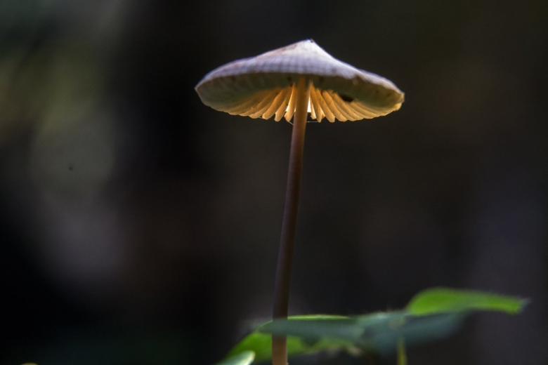 Поганка бледная