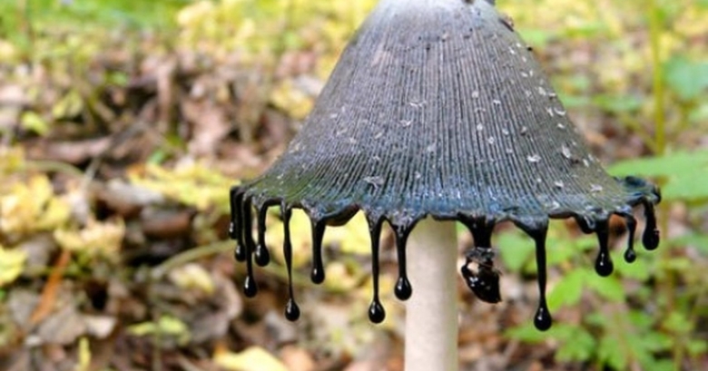 Гриб навозник поганка