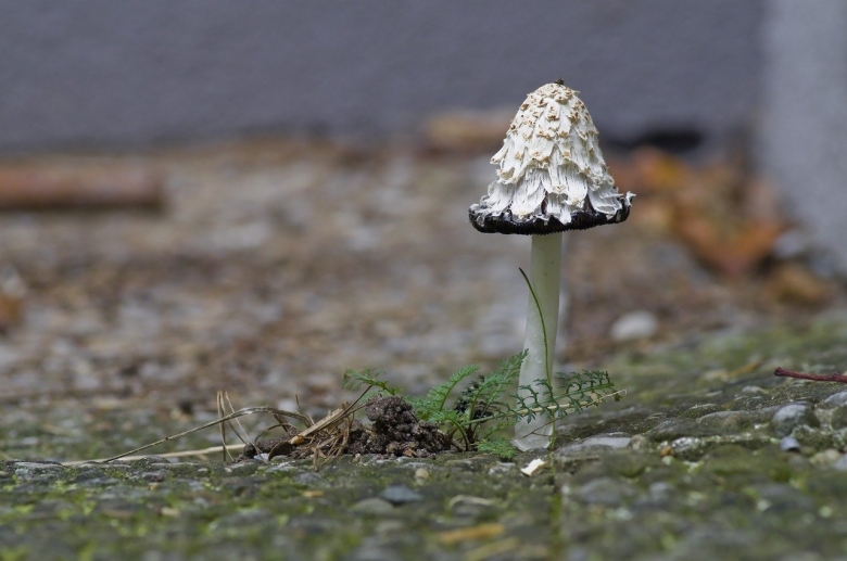 Белый Хрустальный гриб