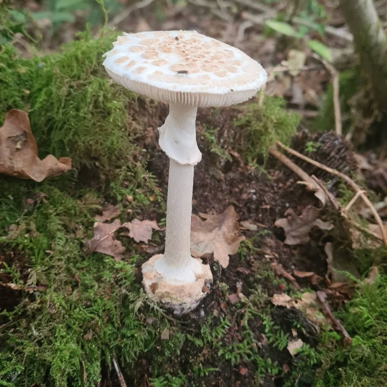 Мухомор поганковидный ядовитый