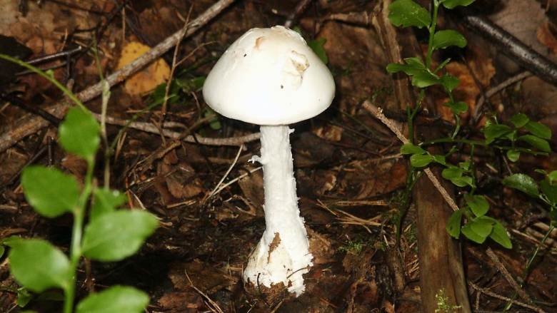 Белая поганка