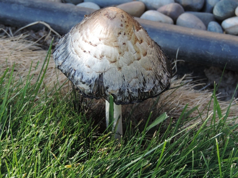 Гриб поганка обыкновенная