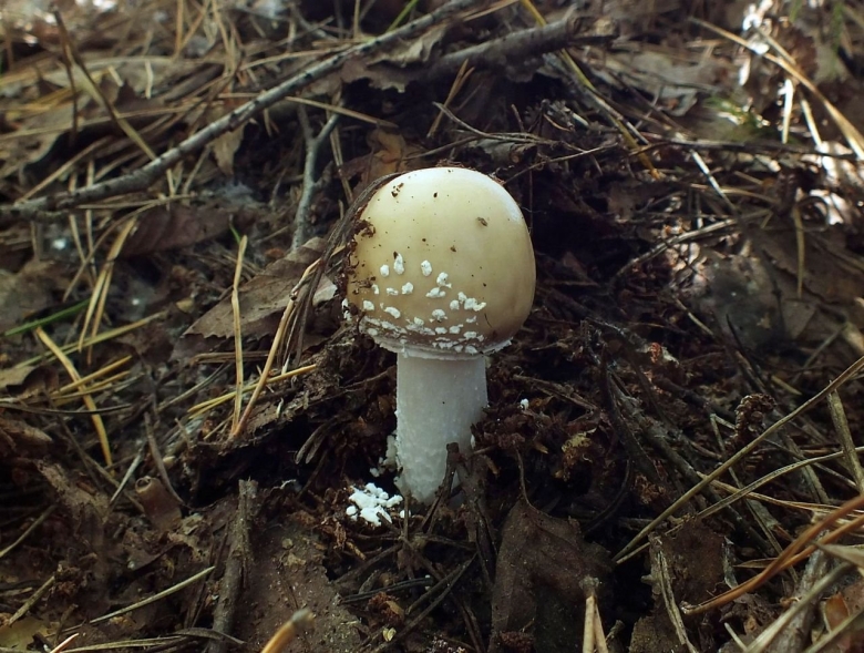 Противоядие бледной поганки