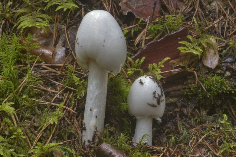 Белая поганка мухомор вонючий