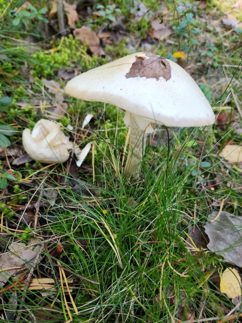 Белая поганка