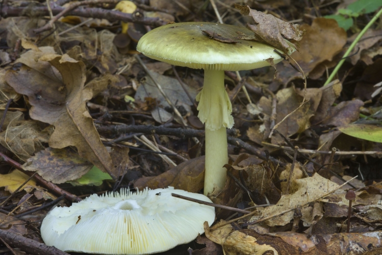 Бледная поганка гриб