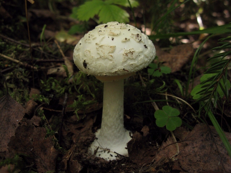 Мухомор белый поганковидный