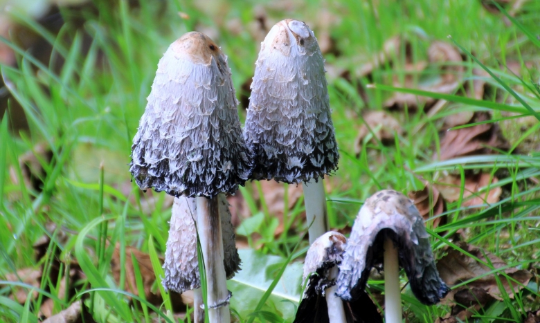 Навозник белый Coprinus comatus