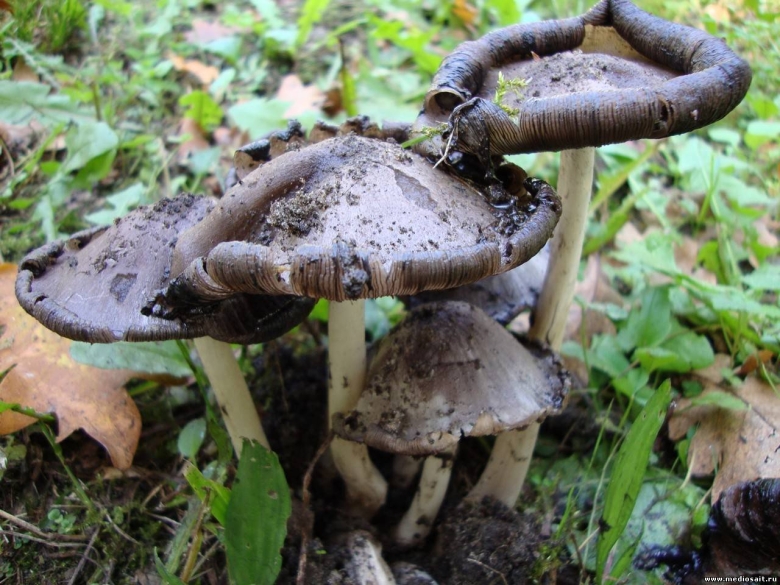 Черная поганка гриб