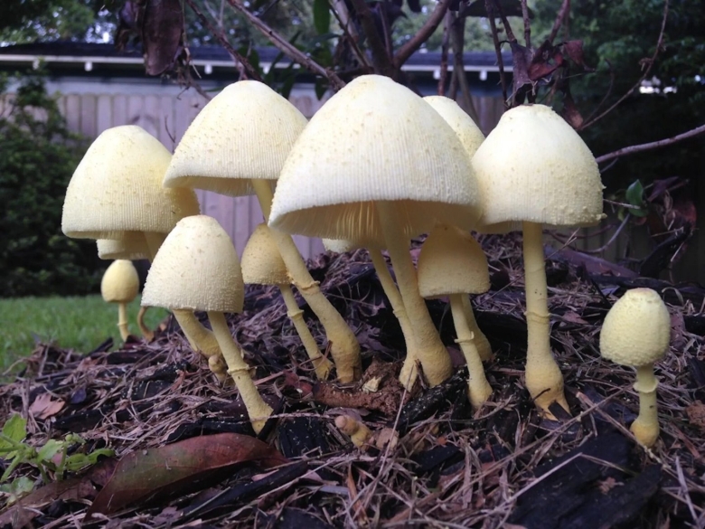 Leucocoprinus fragilissimus