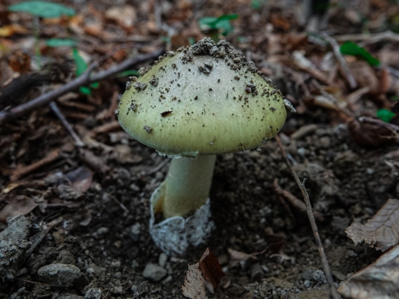 Зеленушка гриб ядовитый