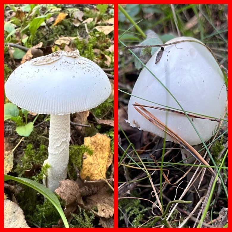 Белая поганка гриб