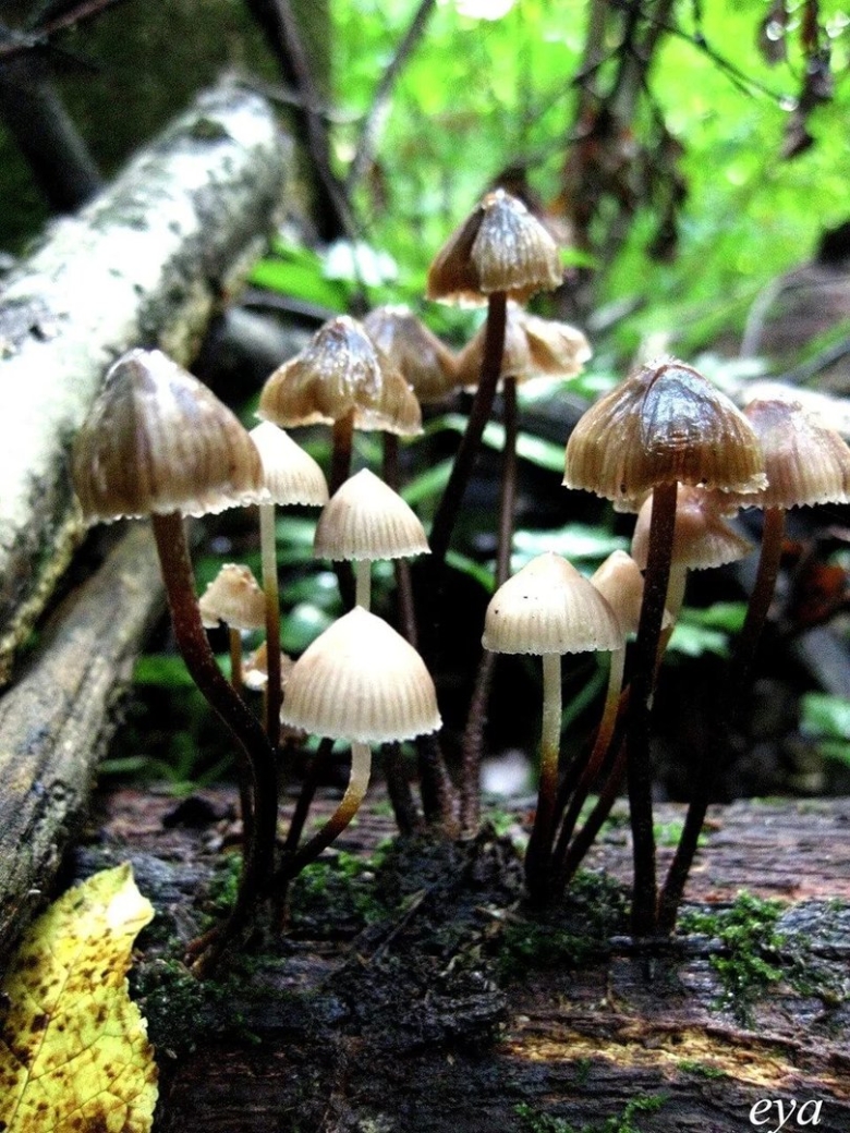 Mycena leptocephala