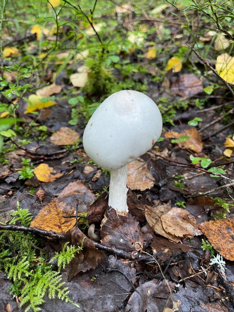 Белая поганка мухомор вонючий