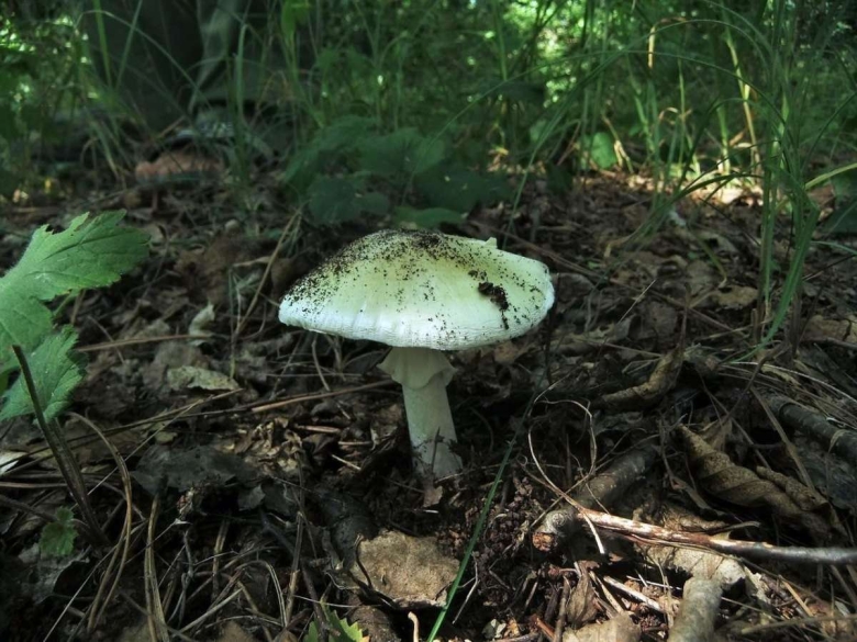 Гриб зонтик поганка