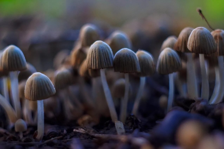 Поганка бледная гриб