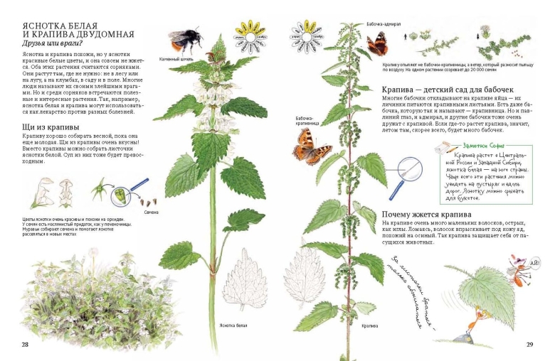 Яснотка Полевая Луговая