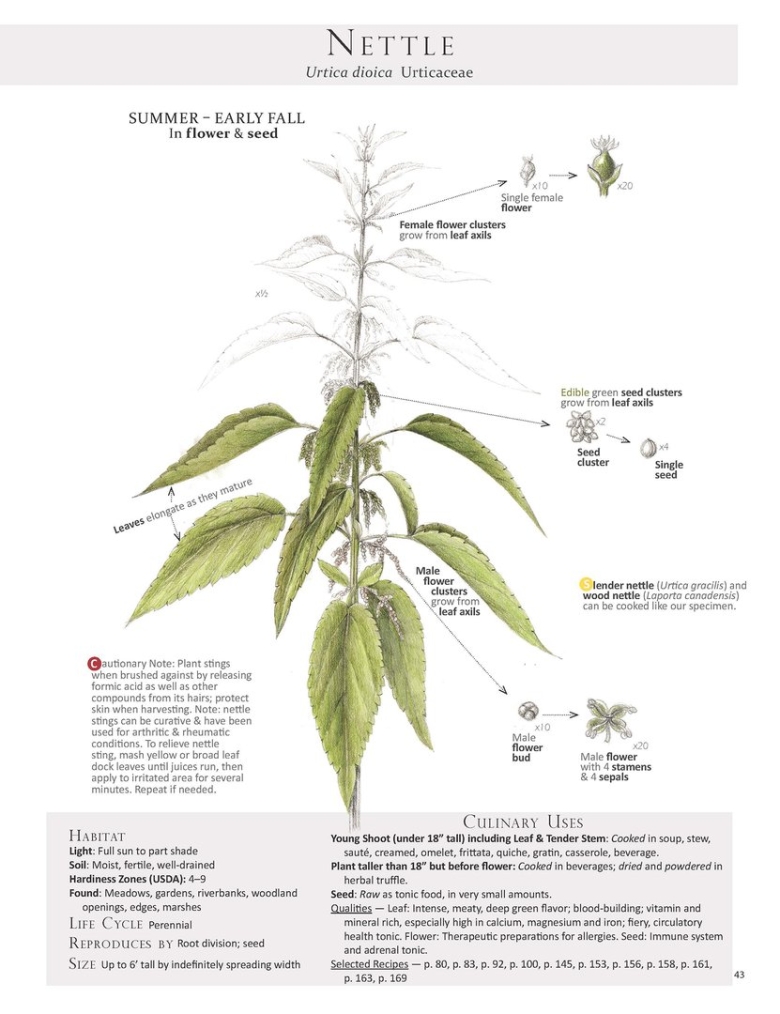 Urtica dioica Ботанический рисунок