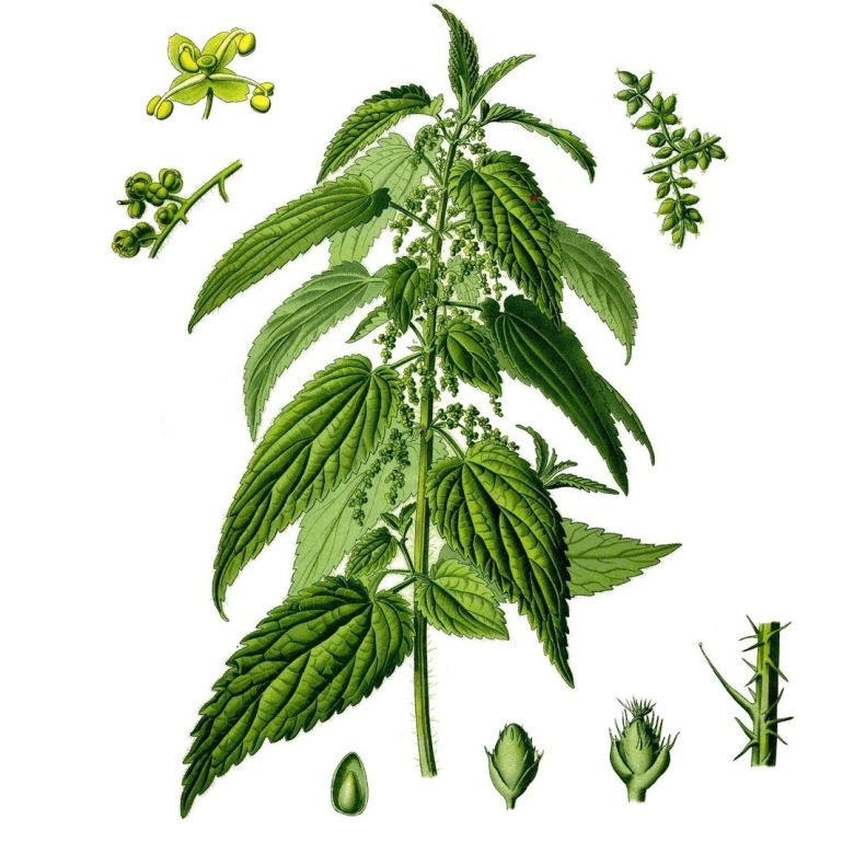 Крапива двудомная