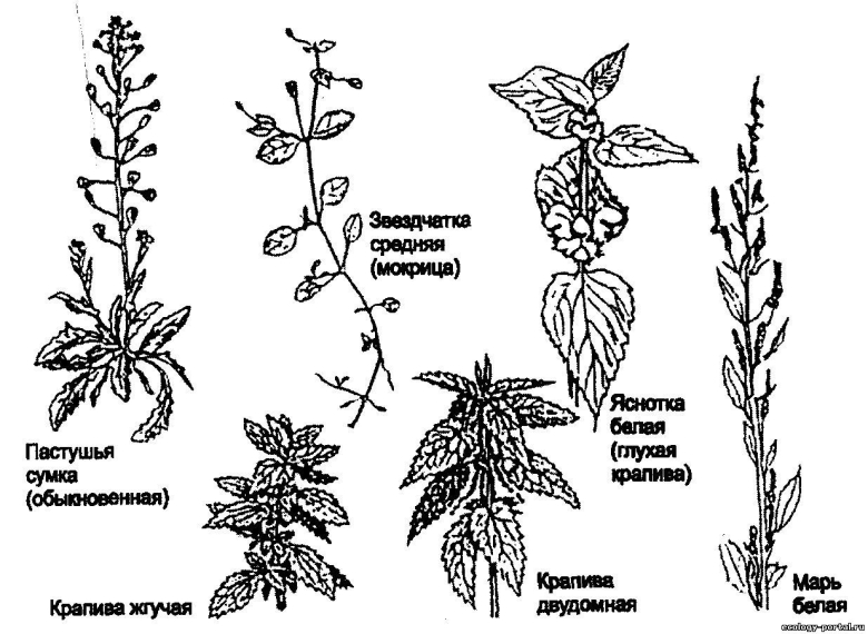 Строение крапивы