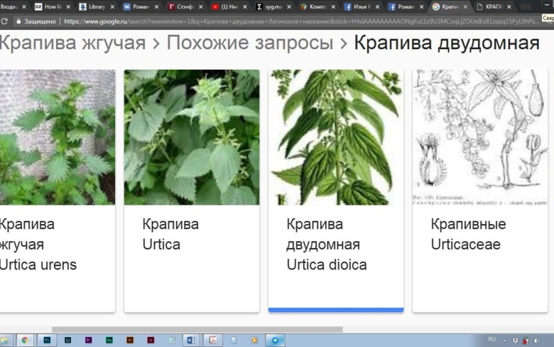 Крапива и крапива двудомная отличия