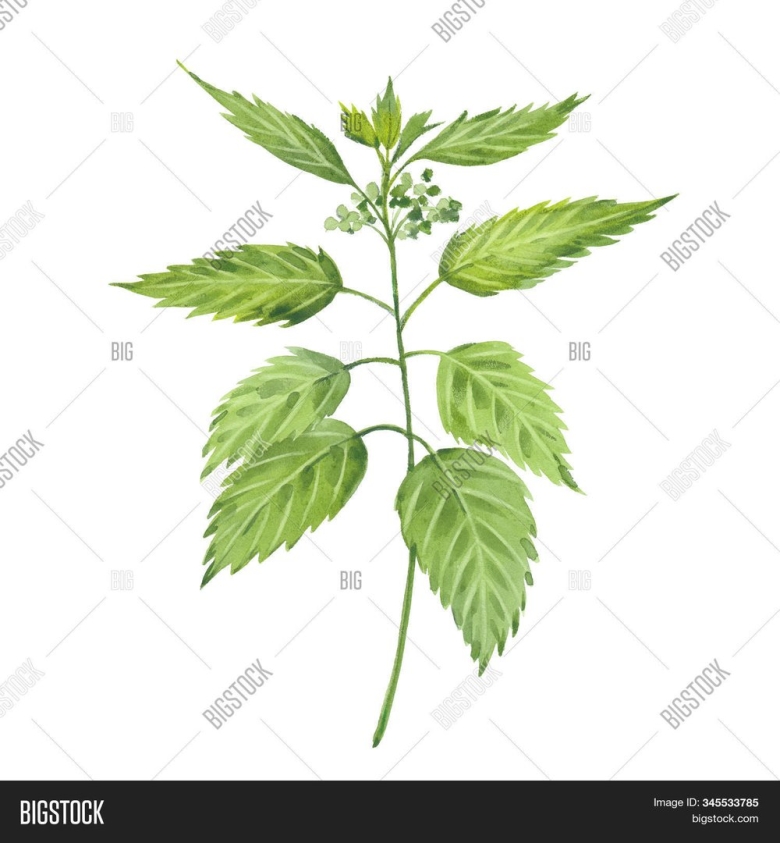 Крапива двудомная рисунок