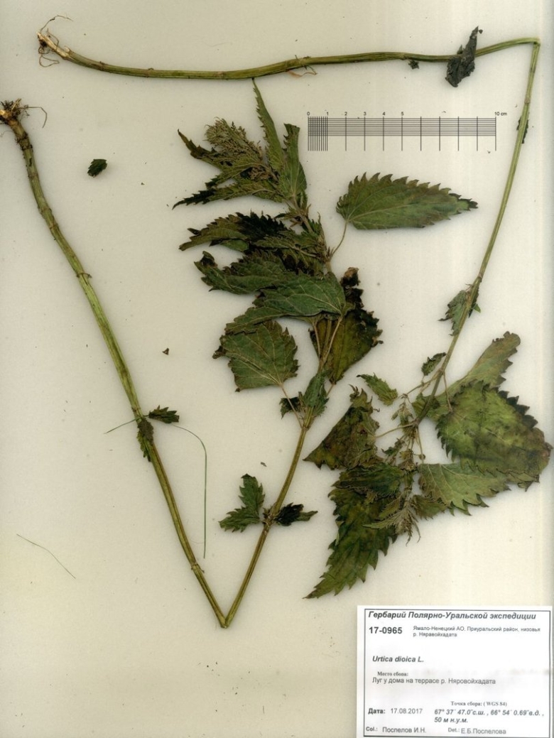 Аналоги крапивы двудомной