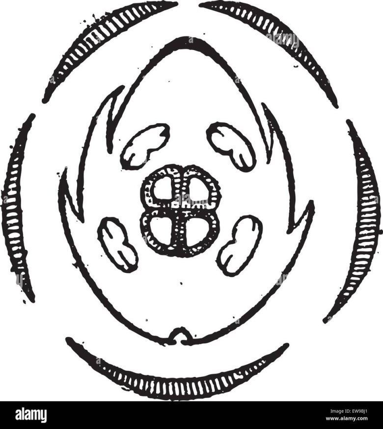 Семейство Яснотковые диаграмма цветка