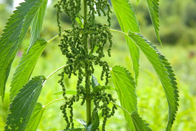 Крапива двудомная (urtica dioica l.)