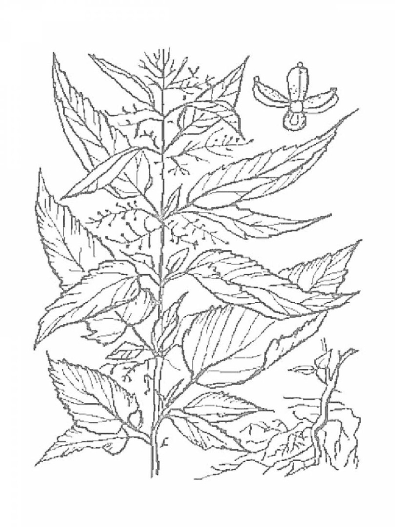 Крапива двудомная рисунок