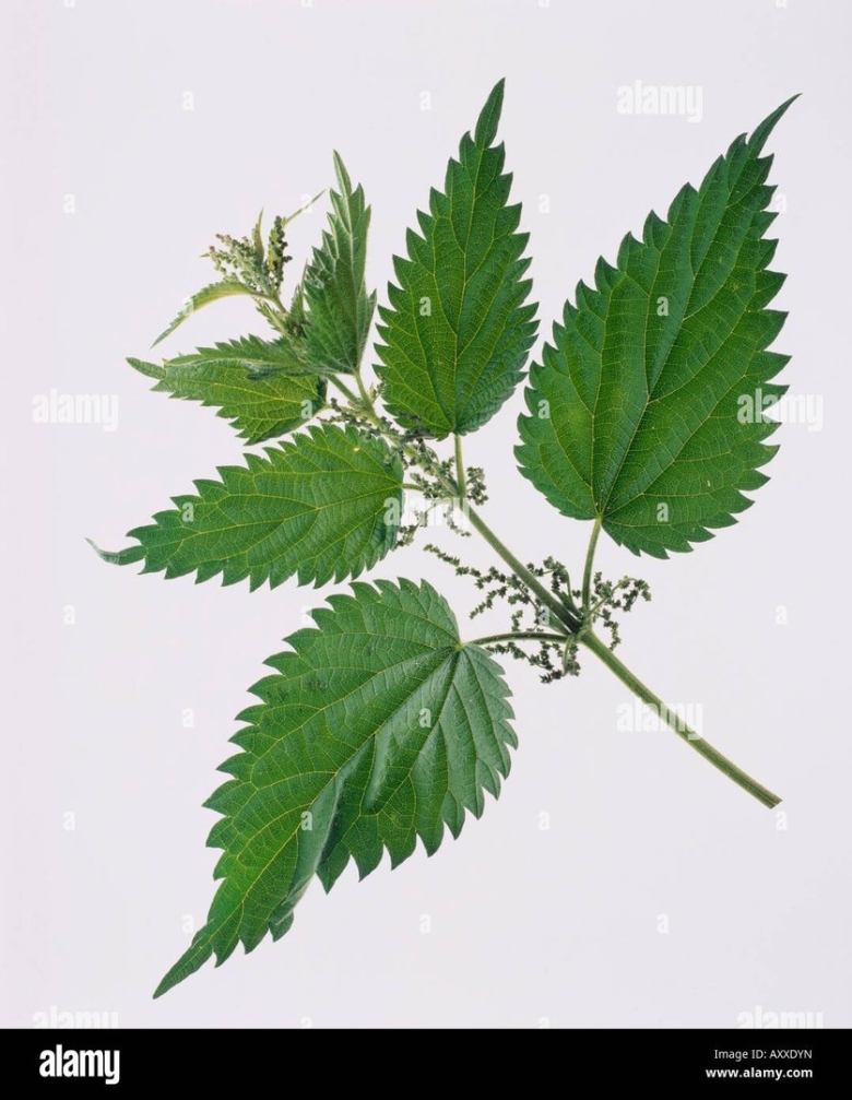 Листья крапивы двудомной