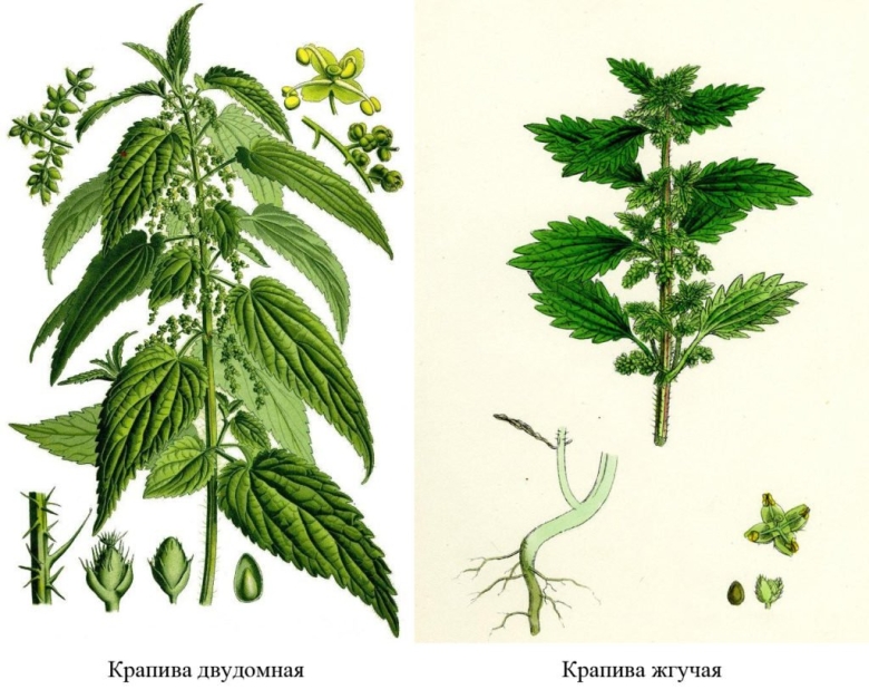 Крапива двудомная растение