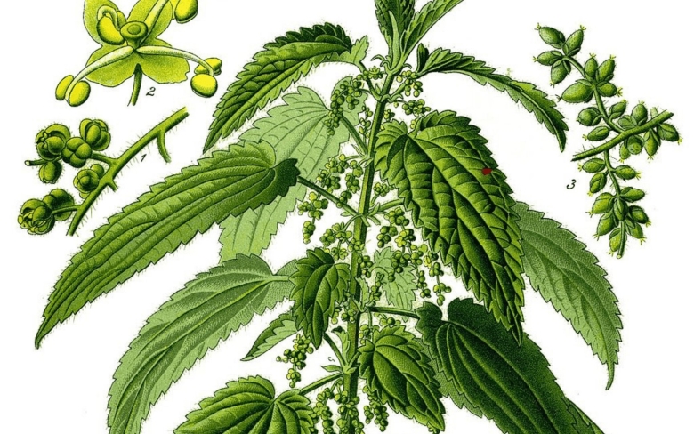 Крапива двудомная Фармакогнозия