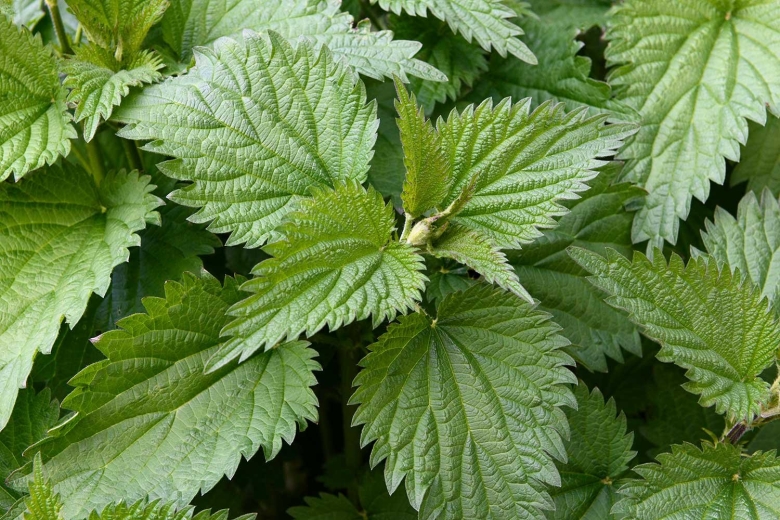 Крапива двудомная