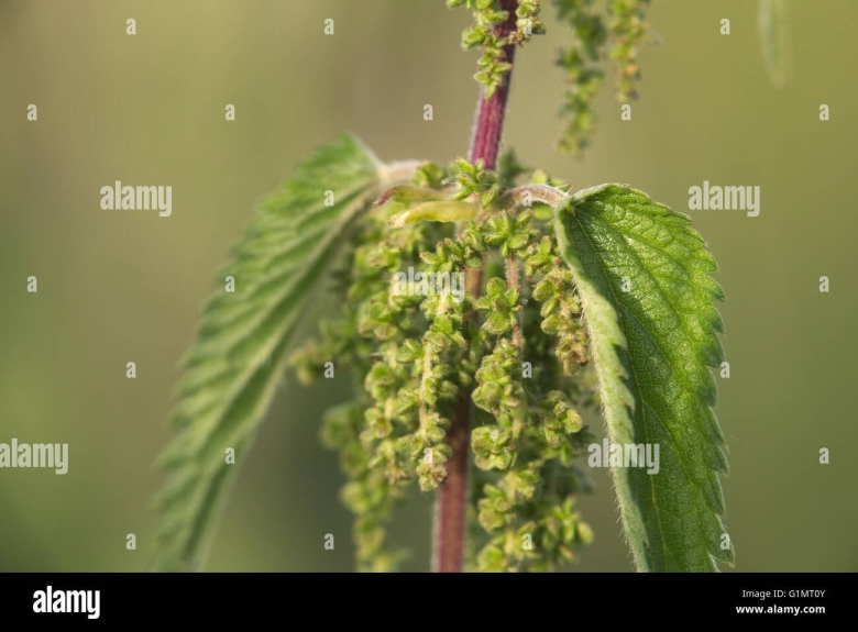 Семена двудомной крапивы