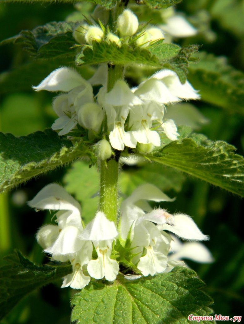 Крапива двудомная цветок